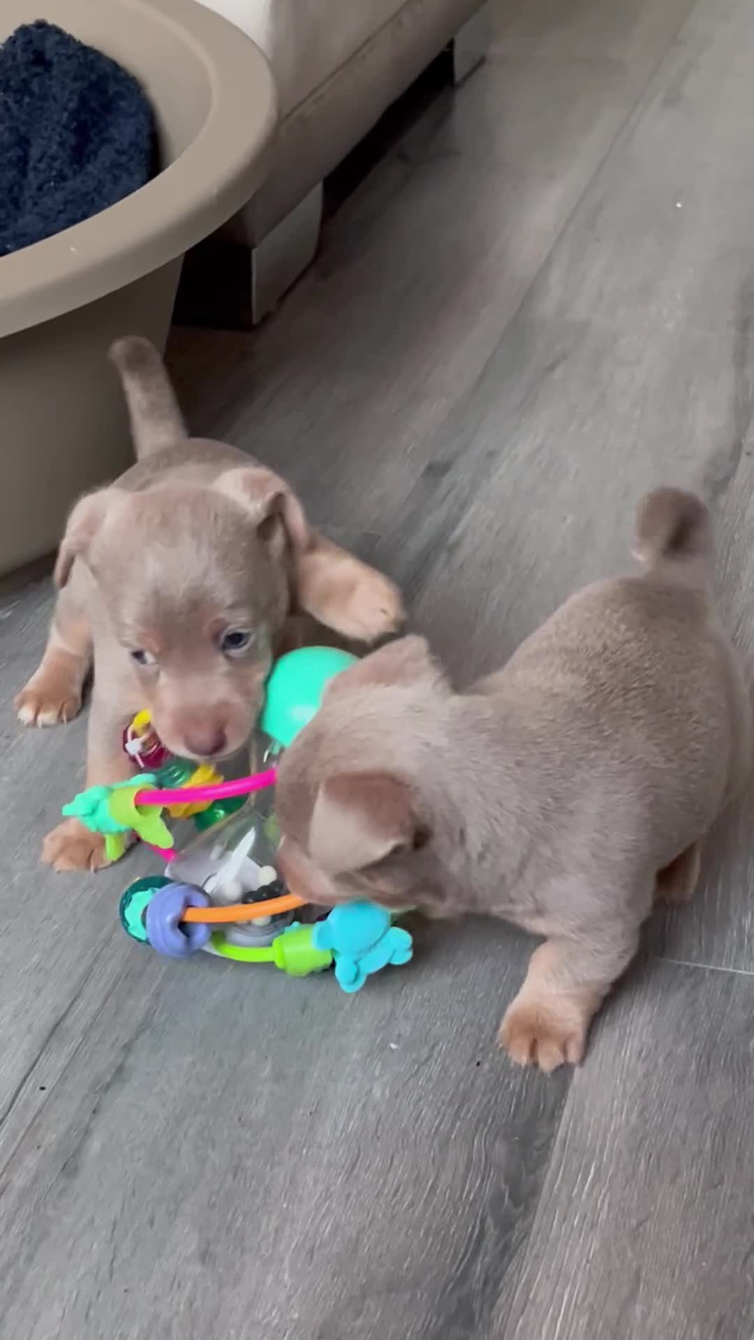 Jack Russell dogs for sale: Stunning lilac and tan jack Russell puppies  - Video 5