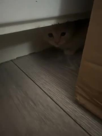 Mixed Breed cats for sale: Bsh x maincoon kittens - Video 1