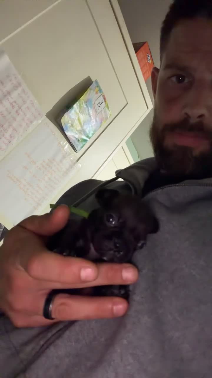 French Bulldog dogs for sale: French bulldog puppies for forever home!! - Video 3