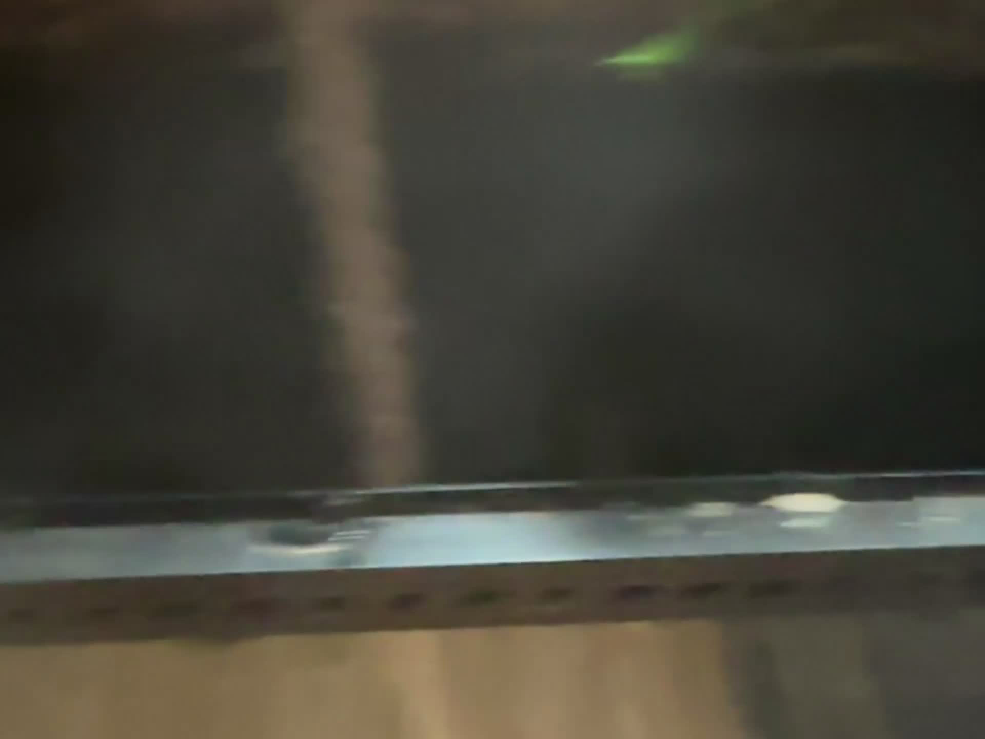 Gecko reptiles for sale: Pair Breeding Giant Madagascan Day Gecko (HighRed) - Video 2