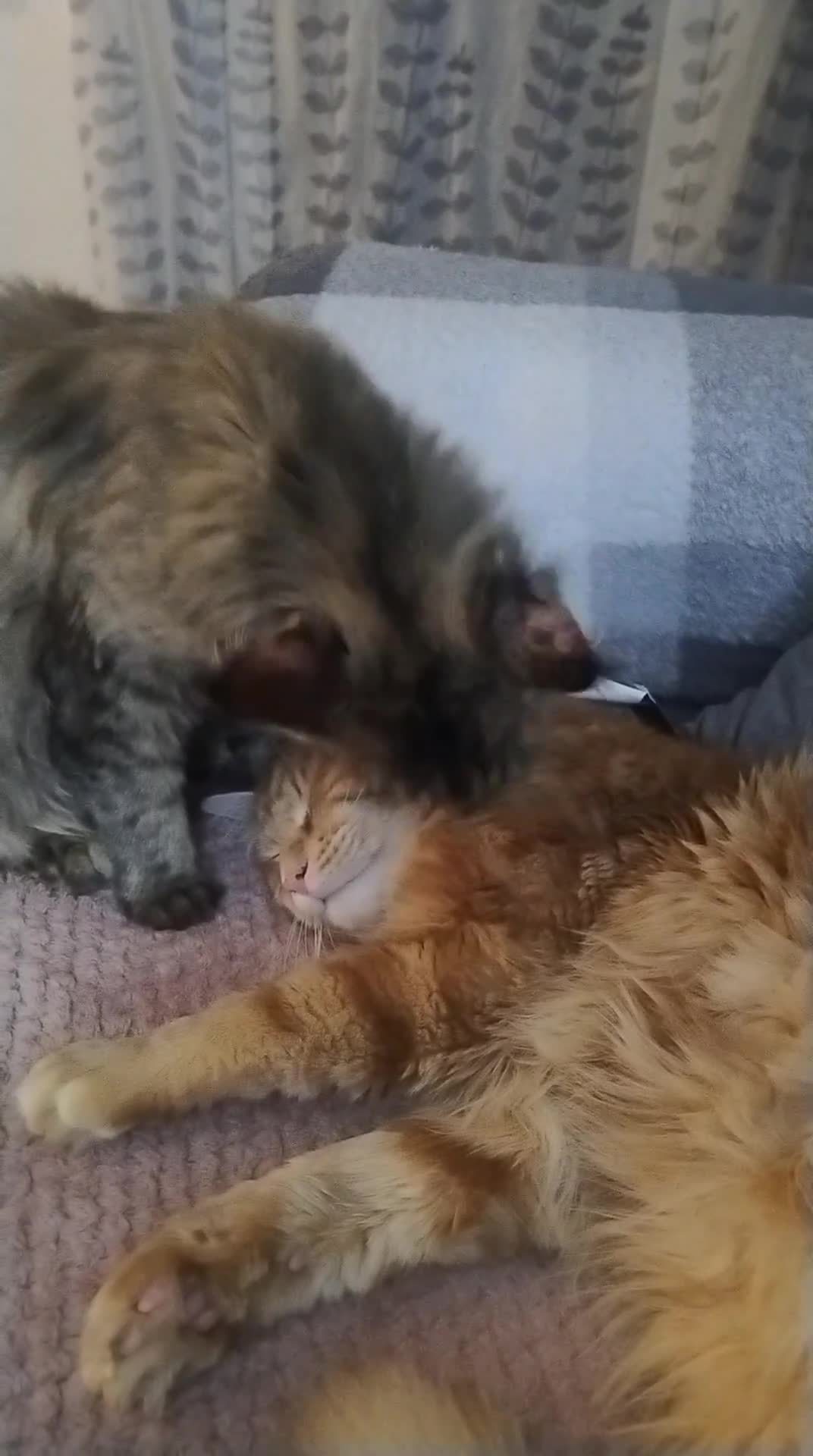 Maine Coon cats for sale: 4 Beautiful Full Maine Coon Kittens Ginger Girl - Video 2