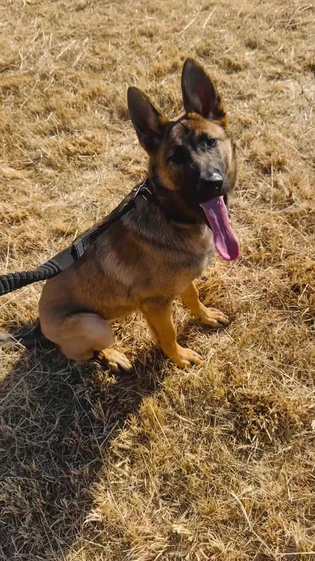 German Shepherd dogs for sale: Narla in London - Video 1