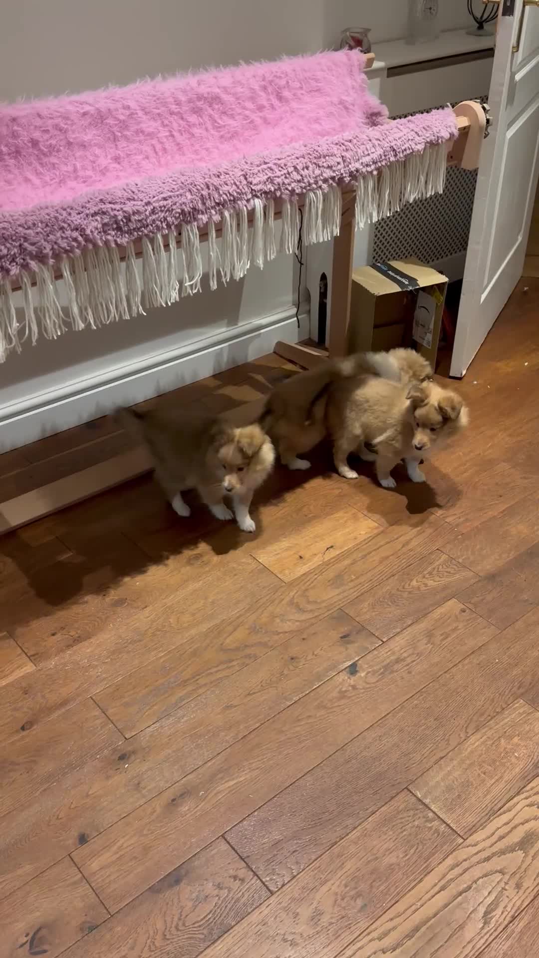 Shetland Sheepdog dogs for sale: KC registered Shetland sheepdog puppies  in Stourbridge - Video 1