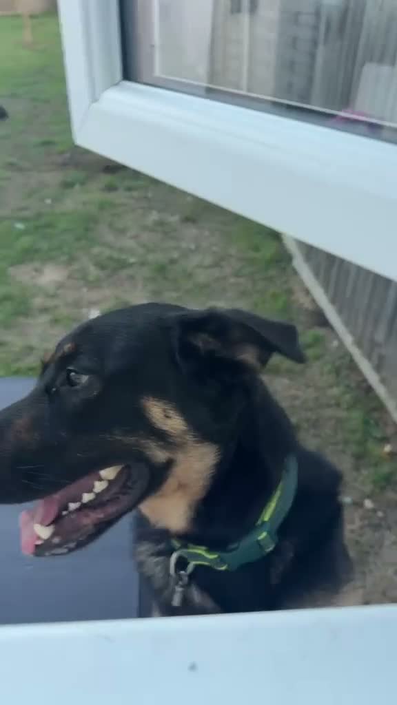 Mixed Breed dogs for sale: German shepherd rotty cross in Bury Saint Edmunds - Video 1