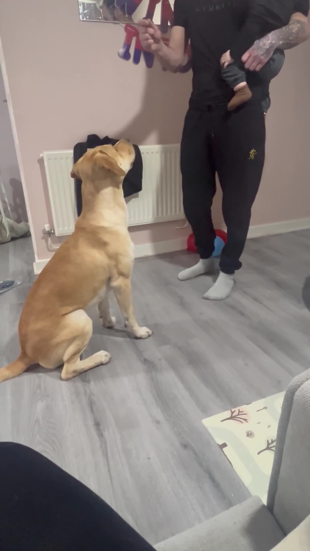 Mixed Breed dogs for sale: Male Labrador/Staffy in Swadlincote - Video 1