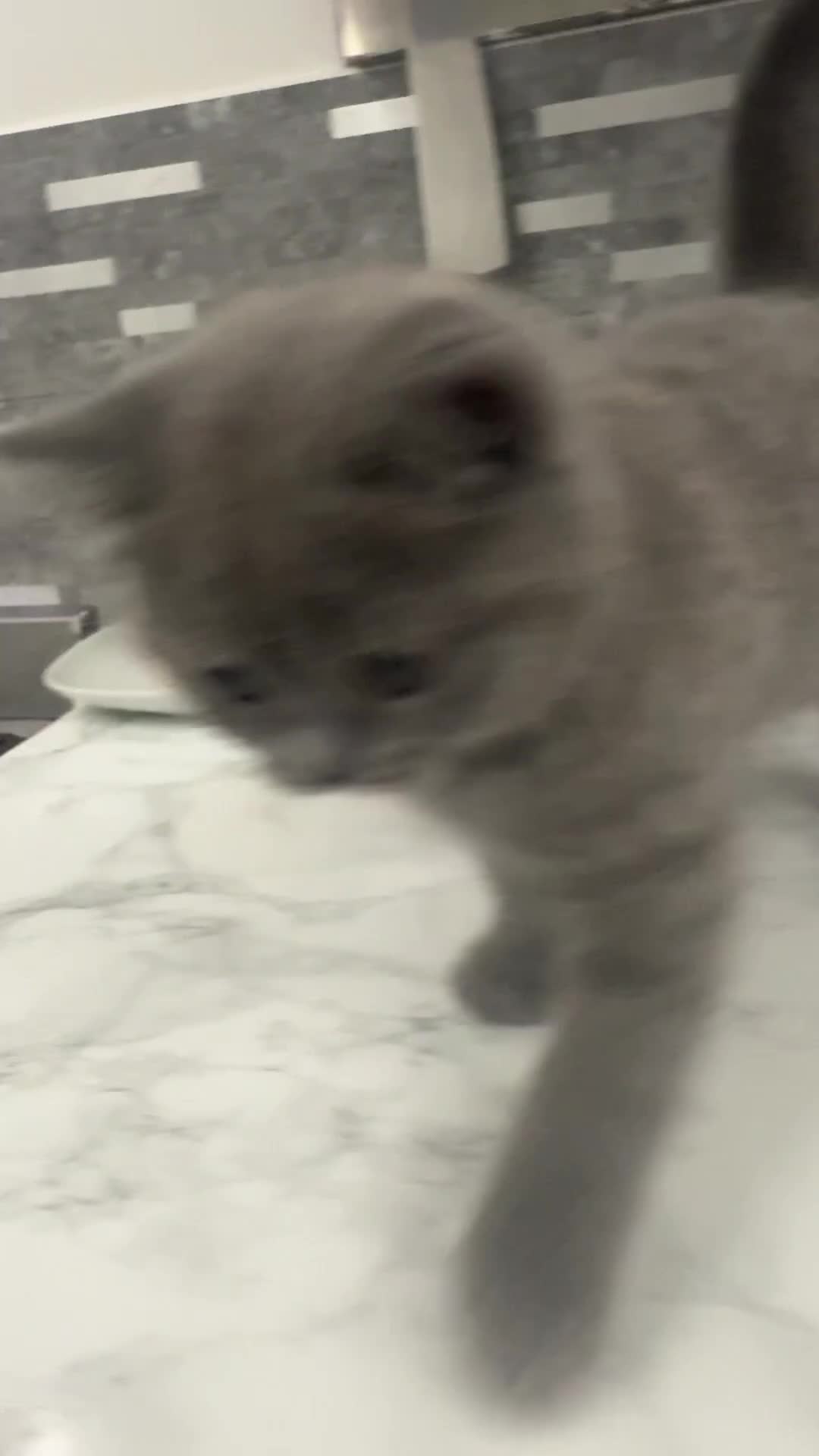British Shorthair cats for sale: Beautiful playful British shorthair female  in Leeds - Video 1