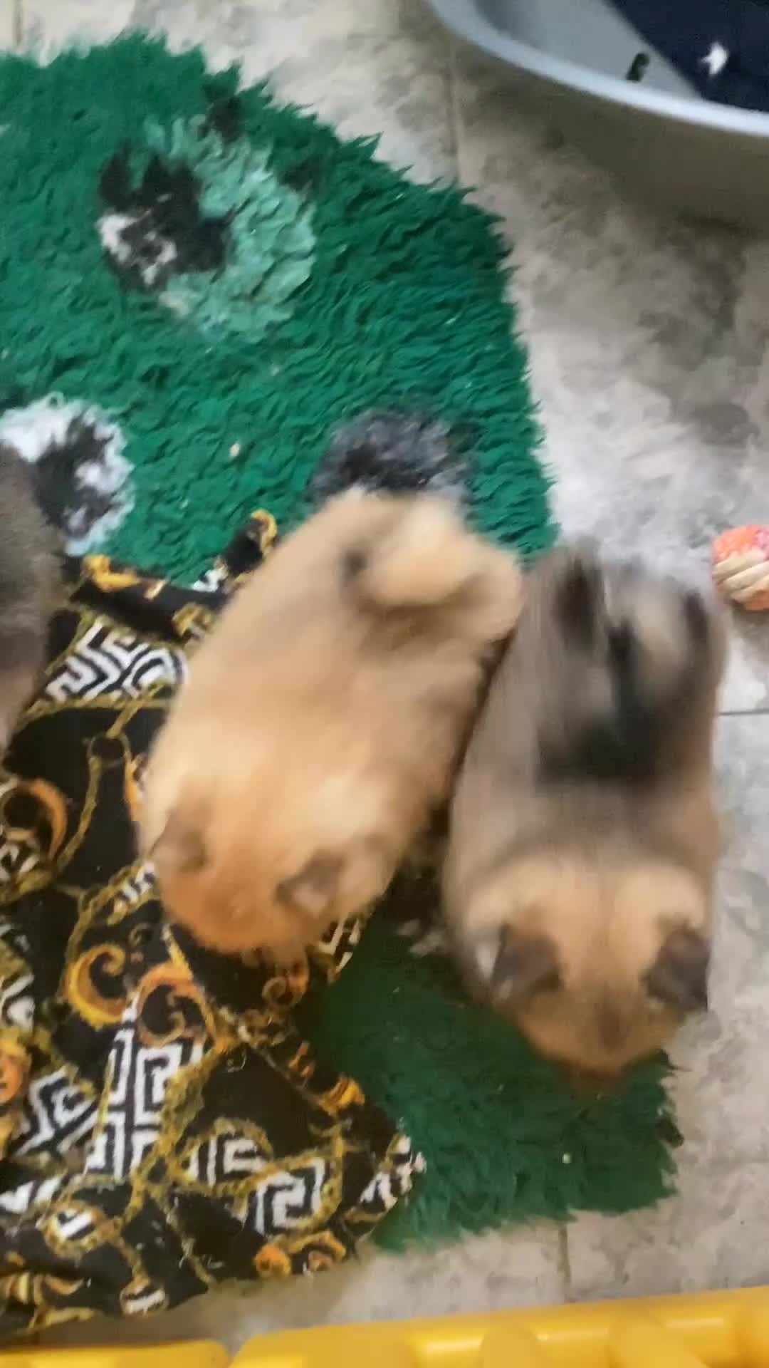 Pomeranian dogs for sale: READY NOW! kc reg STUNNING Pomeranian puppies  - Video 2