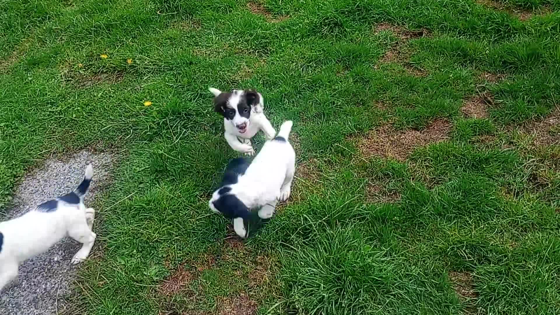 English Springer Spaniel dogs for sale: English springer spaniel pups  - Video 2