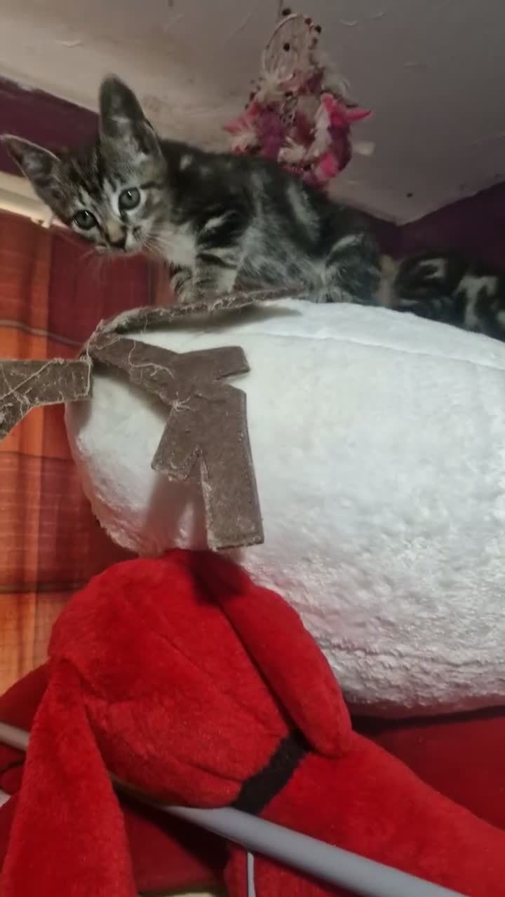 Mixed Breed cats for sale: Kittens - Video 1
