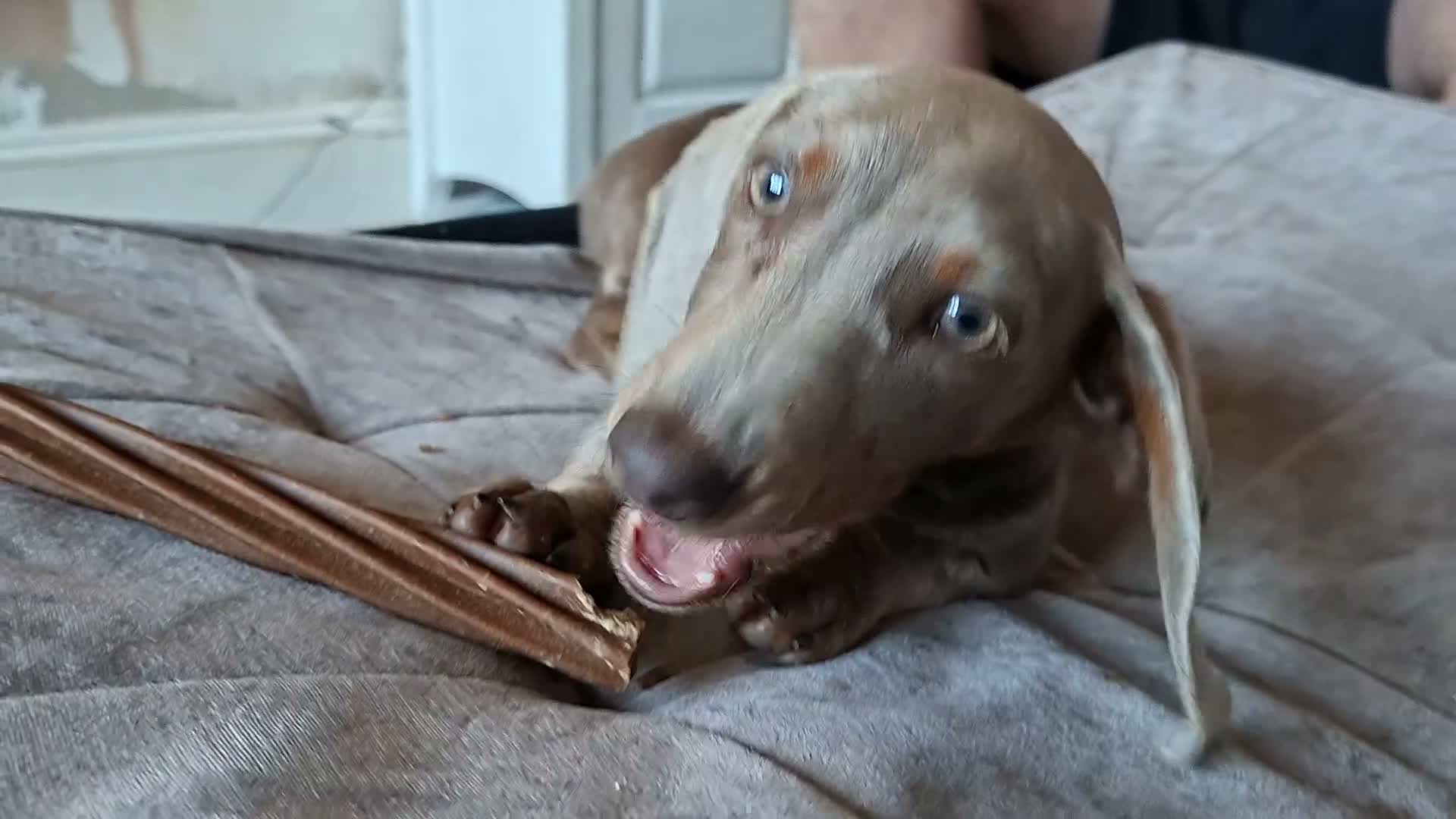 Dachshund dogs for sale: Stunning blue male daschund  - Video 1