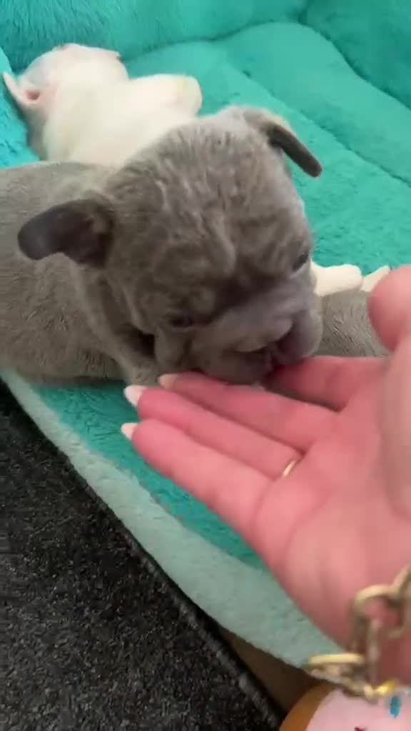 French Bulldog dogs for sale: French Bulldog Blue & Platinum Puppies  - Video 1