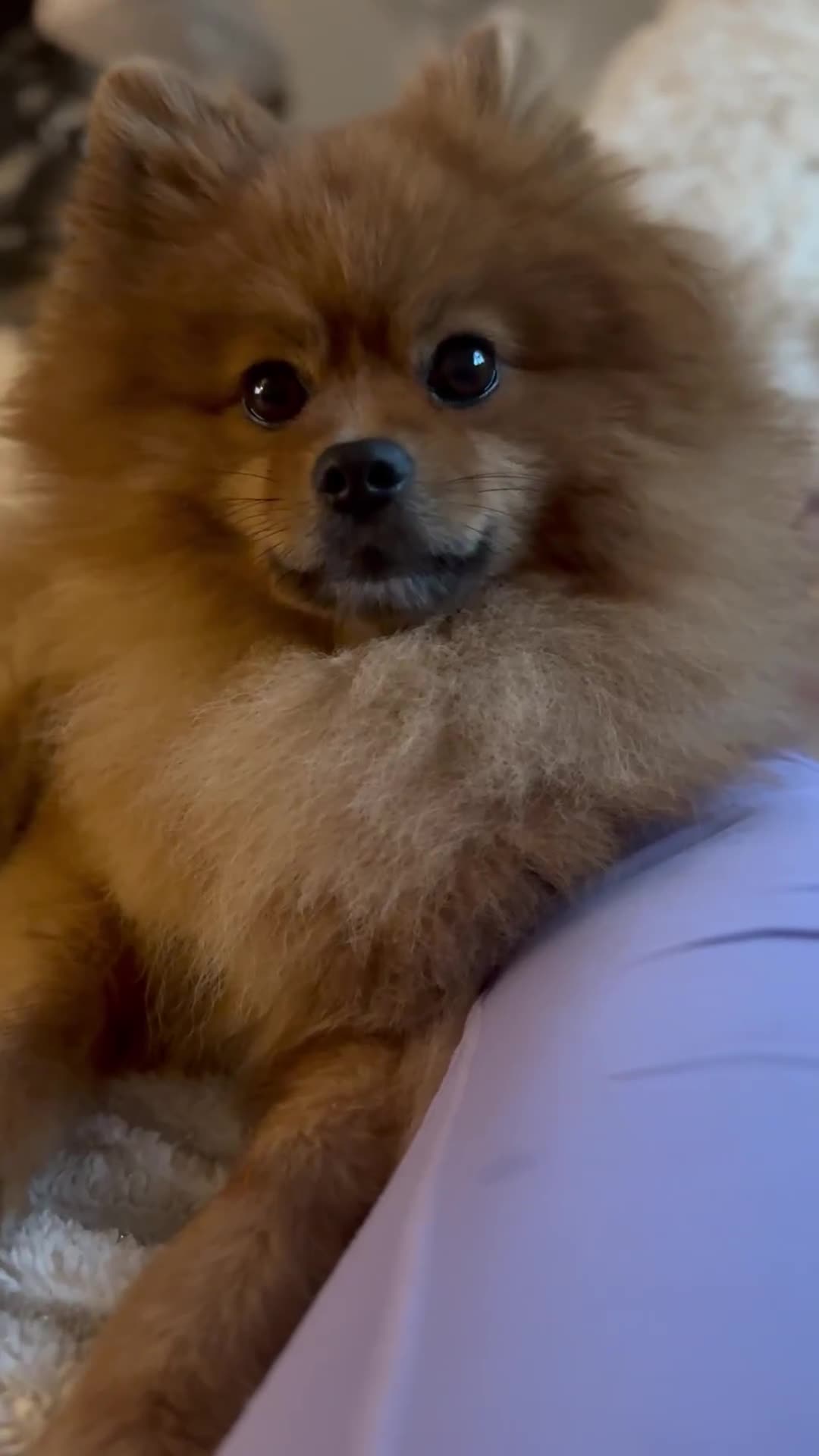 Pomeranian dogs for stud: Pomeranian Stud - Video 1