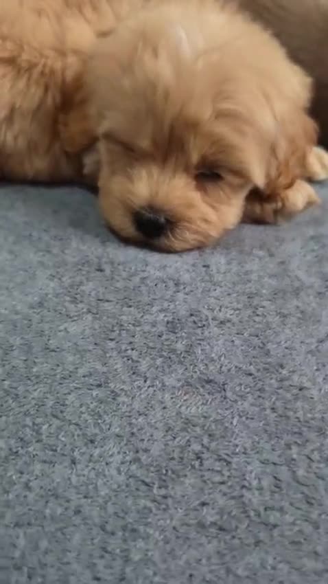 Maltipoo dogs for sale: Miniature Maltipoo Puppies - Video 1