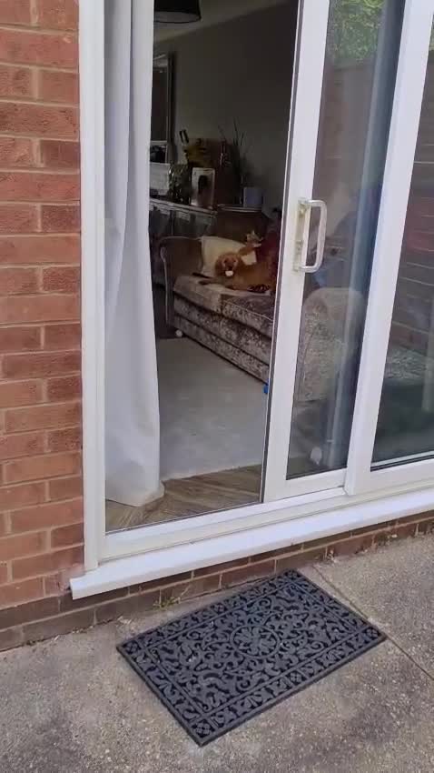 Cockapoo dogs for sale: F1 cockapoo  - Video 1