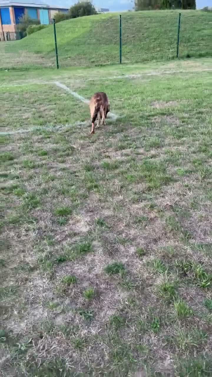 Mixed Breed dogs for sale: Willow  - Video 1