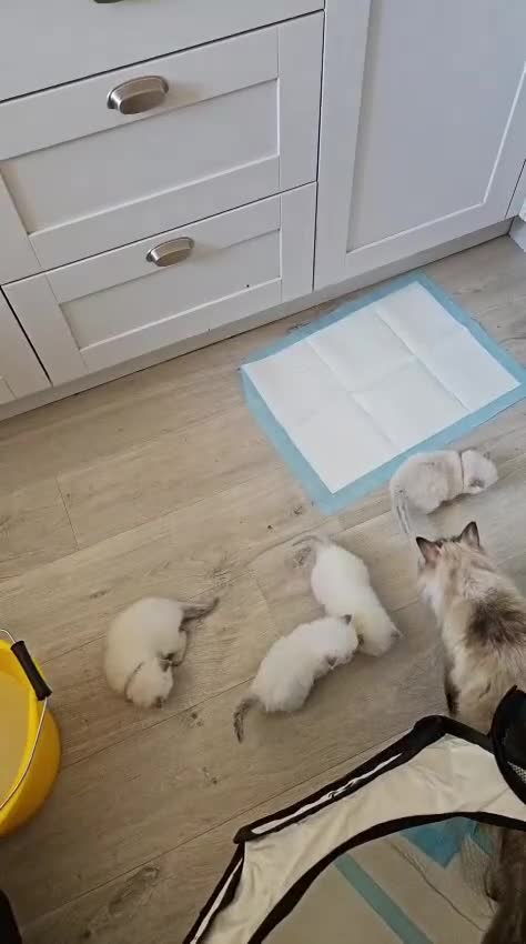 Ragdoll cats for sale: Stunning pure breed Ragdoll kittens  - Video 1