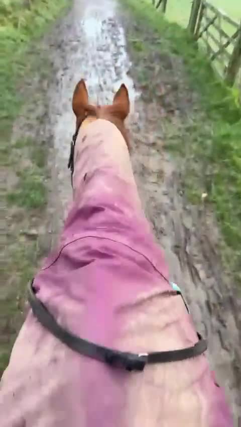 Irish Thoroughbred horses for sale: Beautiful chestnut mare for sale  - Video 3