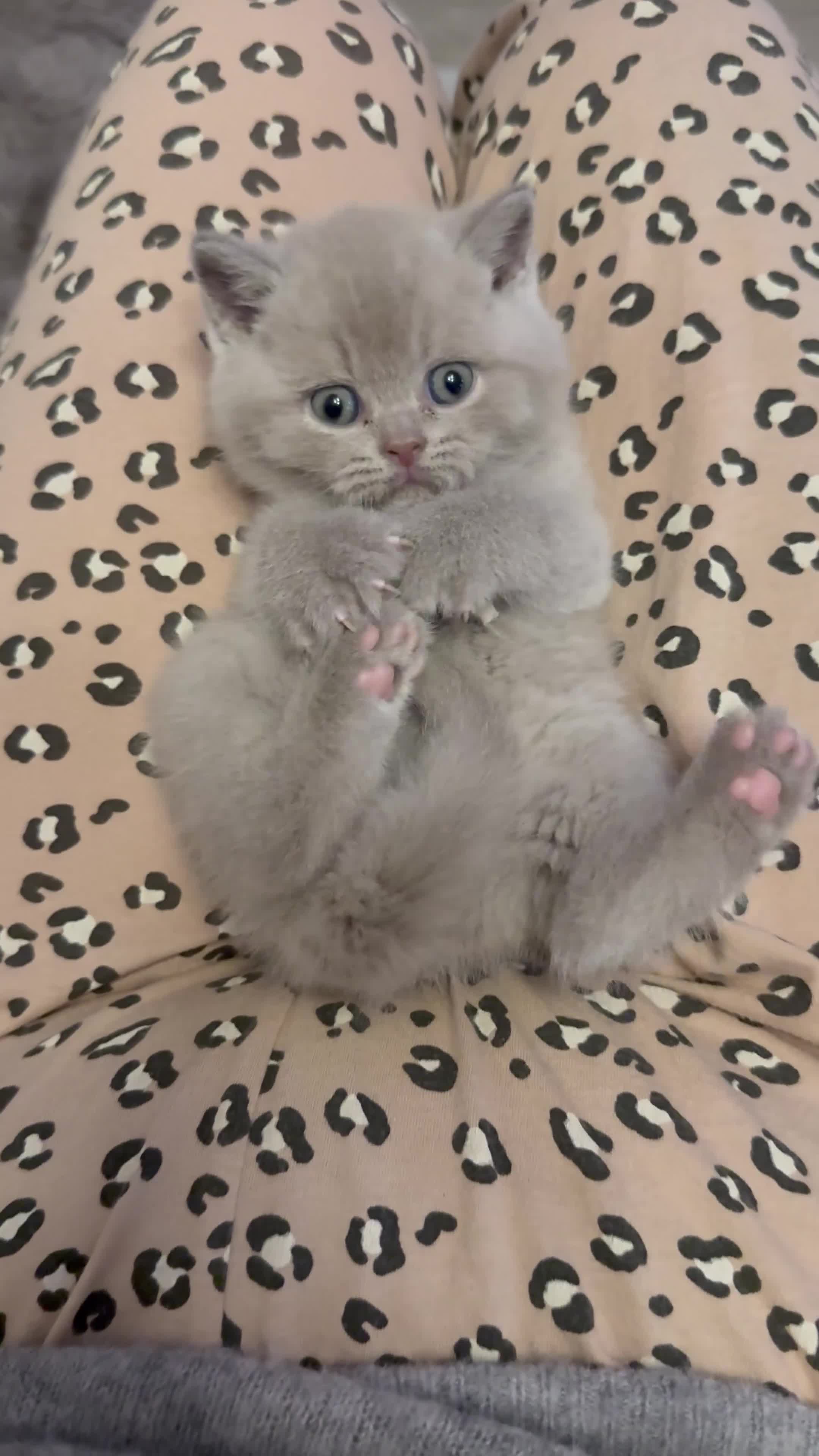 British Shorthair cats for sale: Champion Line British Shorthair Kittens - Video 2