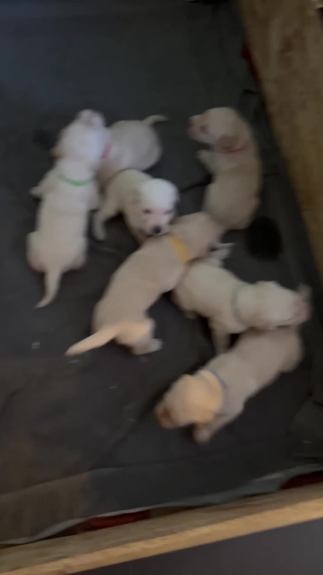 Labrador Retriever dogs for sale: Labrador retriever puppies.  - Video 2