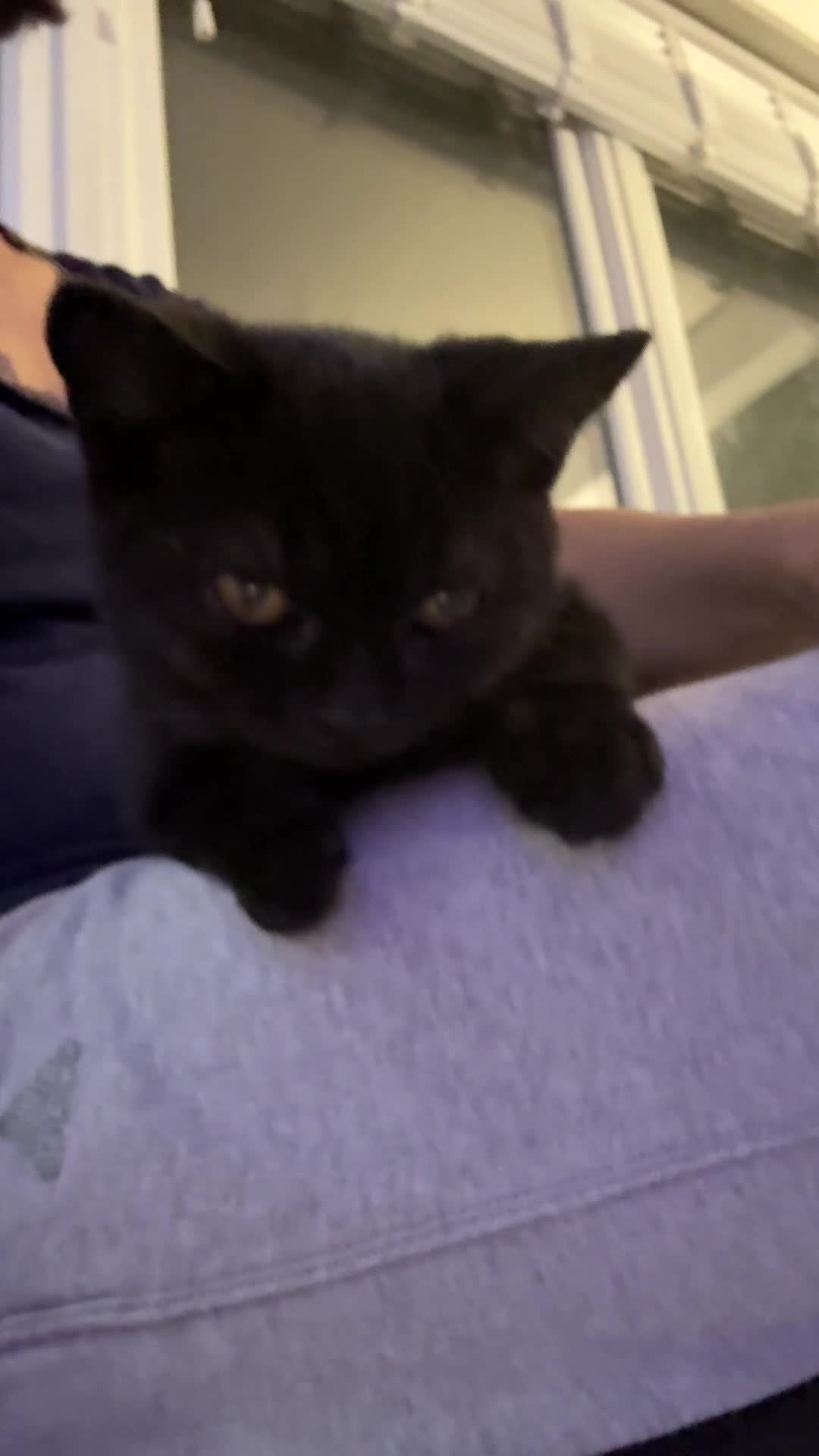 British Shorthair cats for sale: Last charming British shorthairKitten Available - Video 1