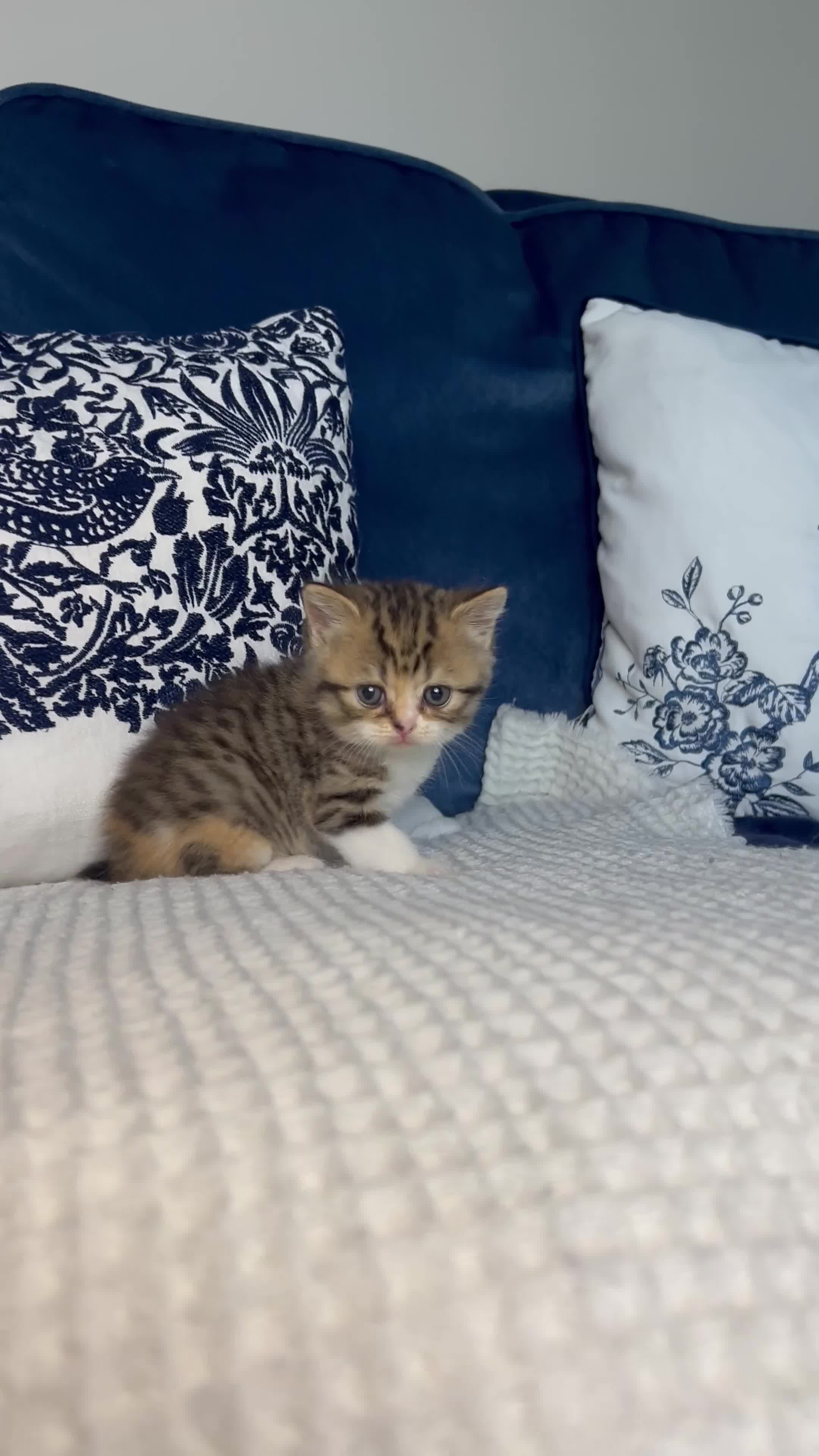 British Shorthair cats for sale: Beautiful British short hair kittens - Video 5