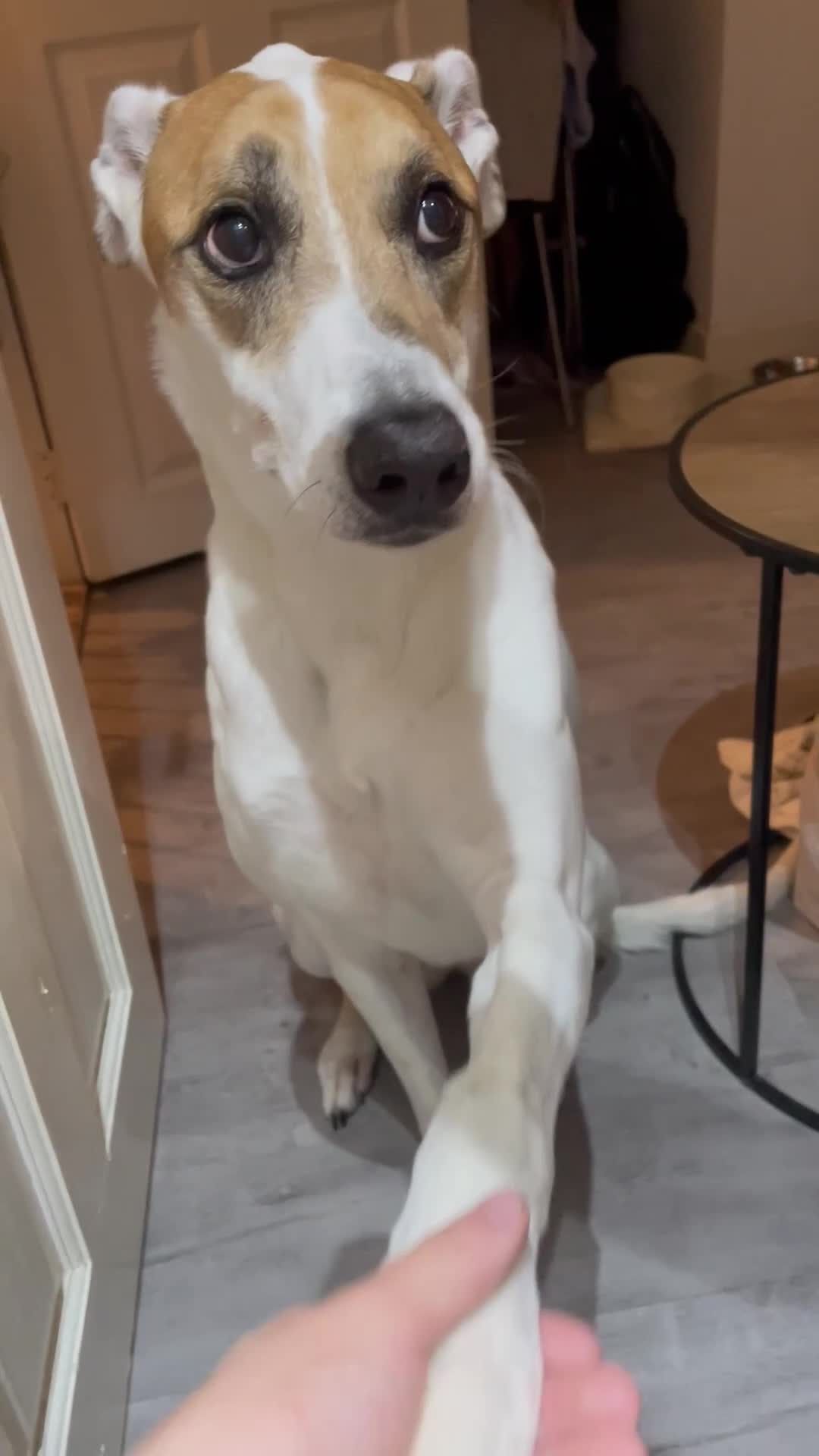 Mixed Breed dogs for sale: Brogan the Lurcher  - Video 1