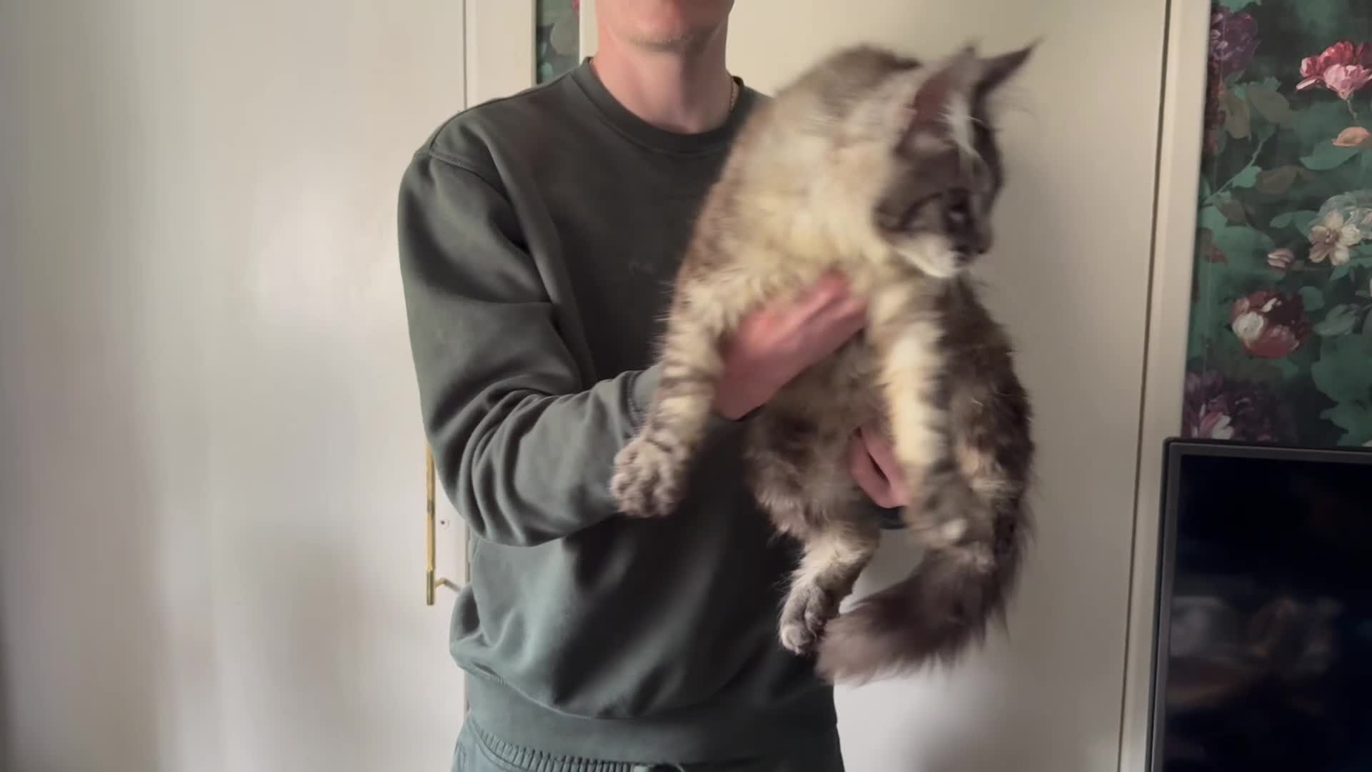 Maine Coon cats for sale: TICA registered European Maine coons  - Video 4