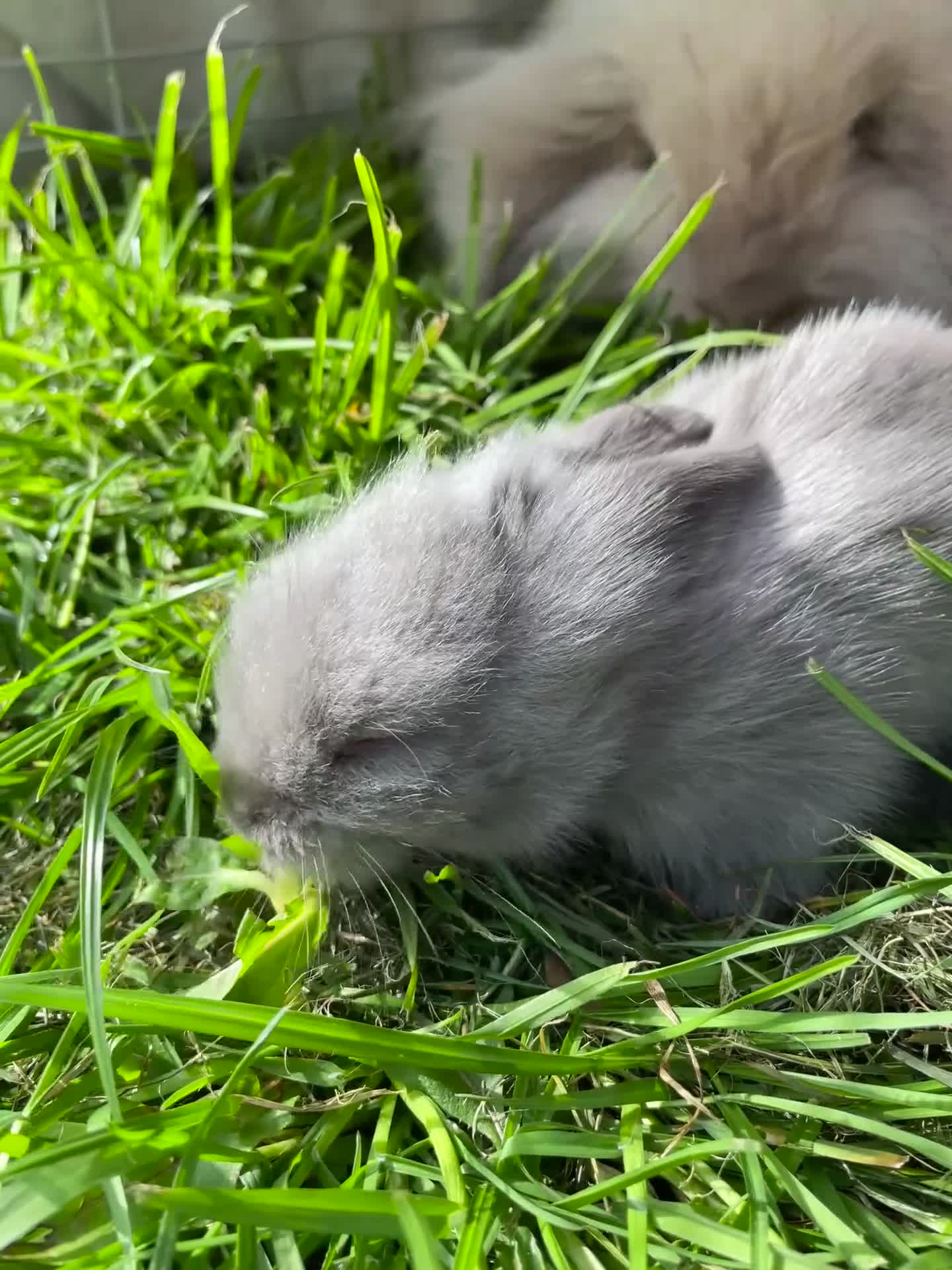 Mixed Breed rabbits for sale: 🐰✨lionhead x mini lop baby buns✨🐰 - Video 2