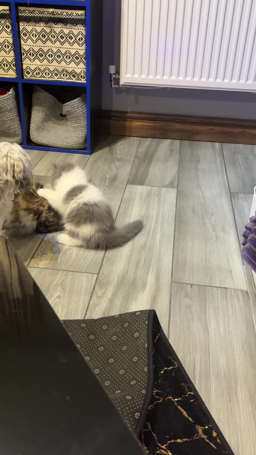 Siberian cats for sale: Siberian cross - Video 1