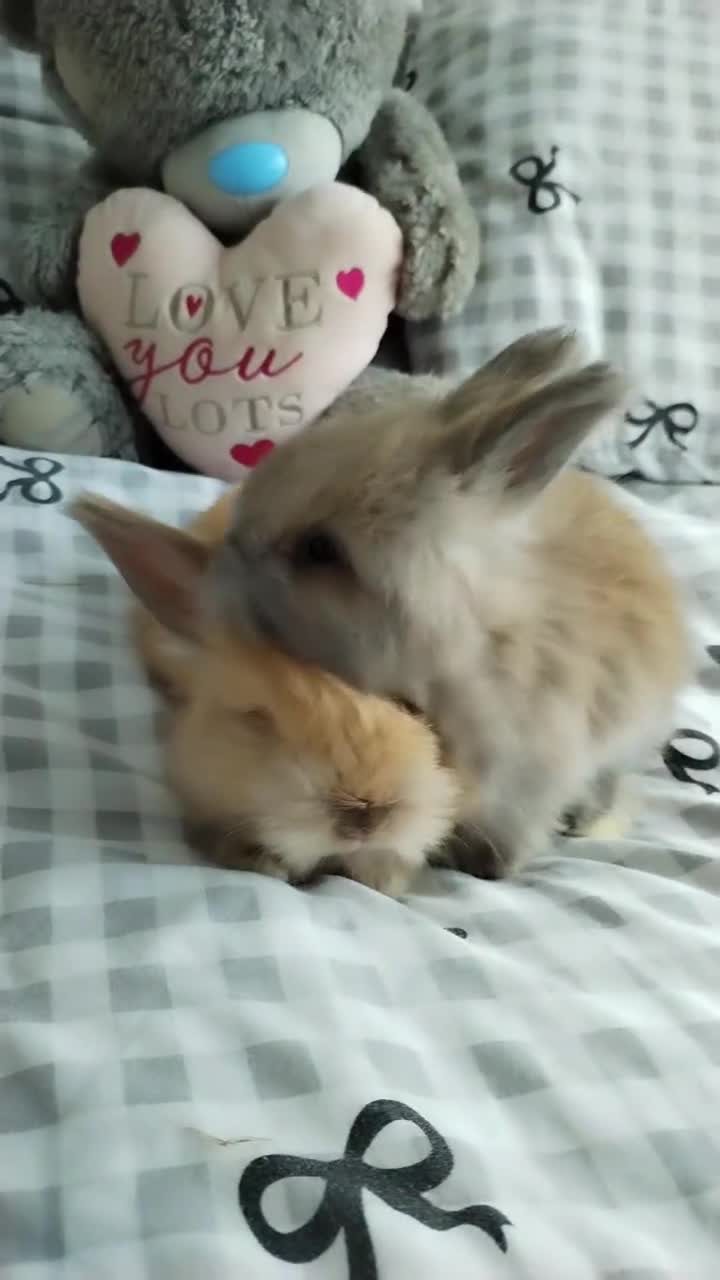 Angora rabbits for sale: English Angora Full Face - Video 2