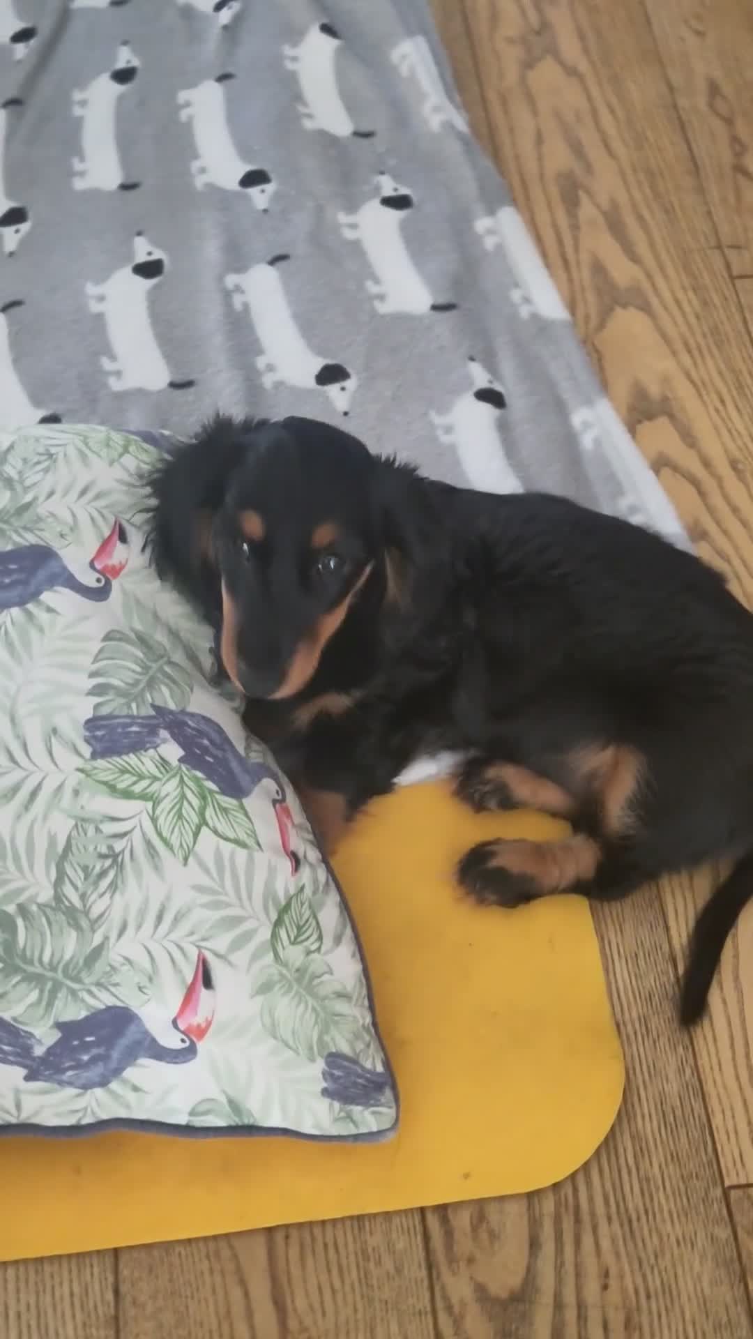 Miniature Dachshund dogs for sale: 🌟Dapple & Black Tan PRA Clear KC reg – June 26🌟 - Video 3