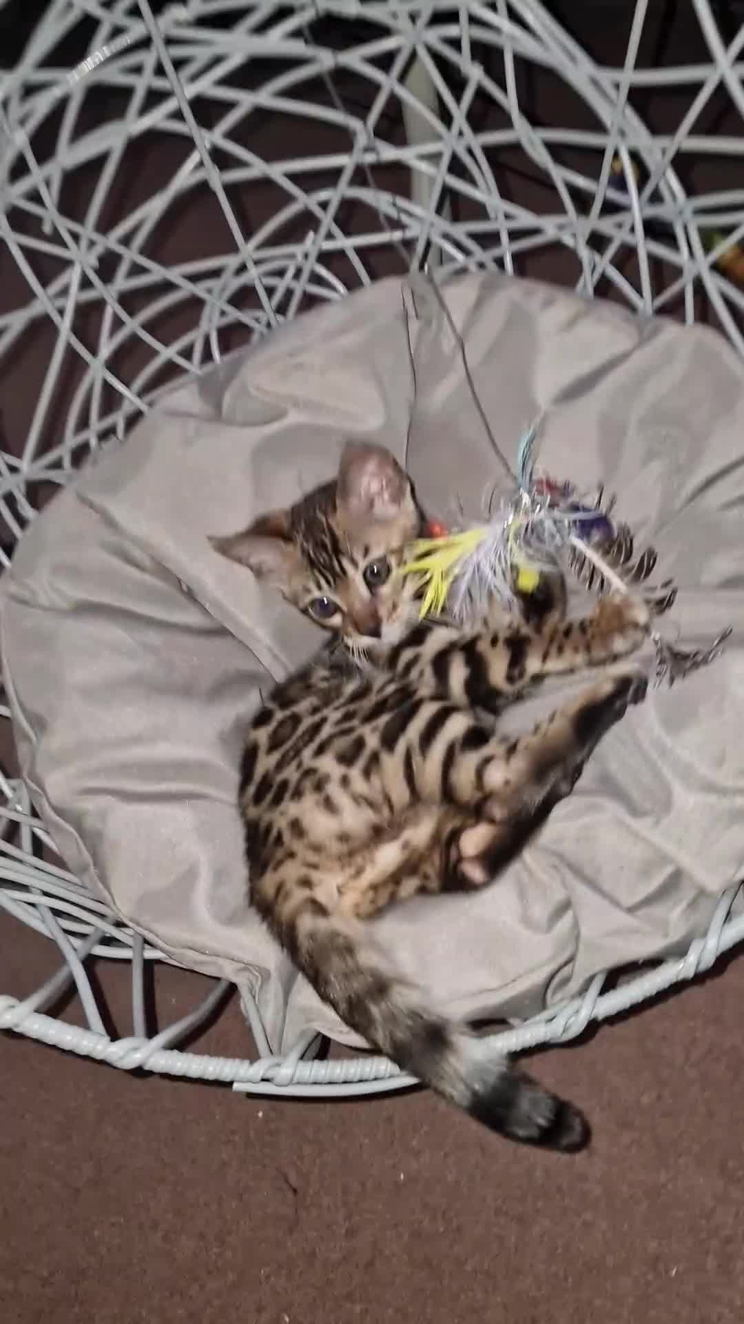 Bengal cats for sale: Two gorgeous Bengals girls  😻😻❤️ - Video 2