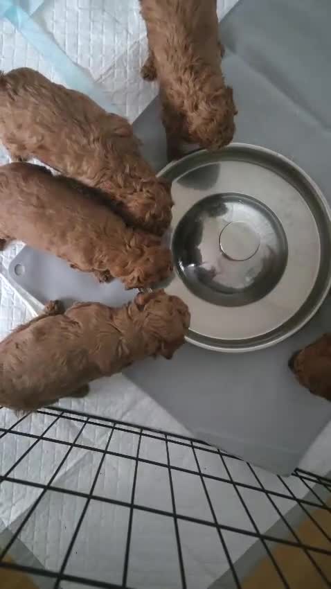 Miniature Poodle dogs for sale: Adorable Miniature Poodle Puppies - Video 1