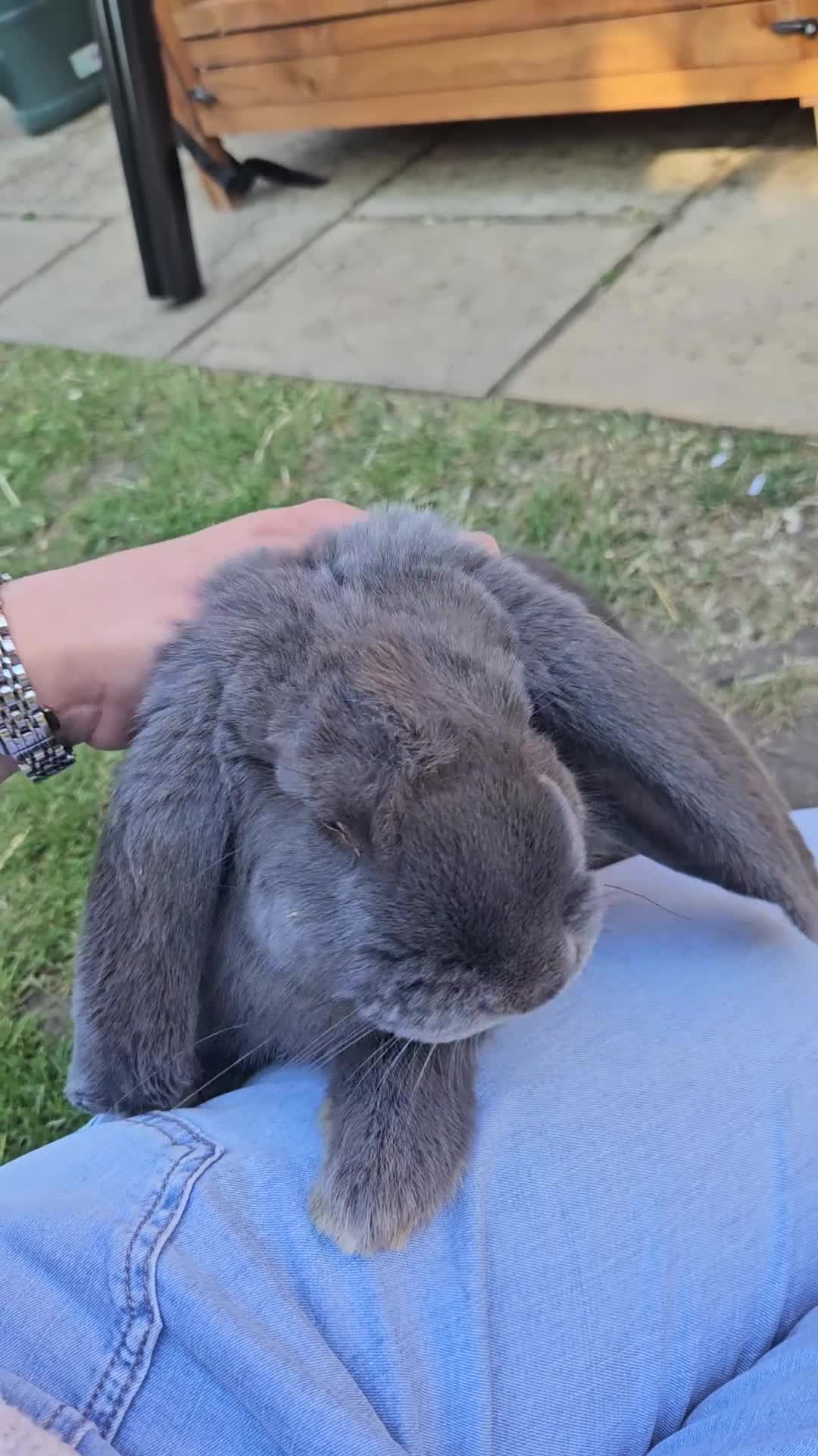French Lop rabbits for sale: Gorgeous French lop Buck 💙🐰 - Video 1