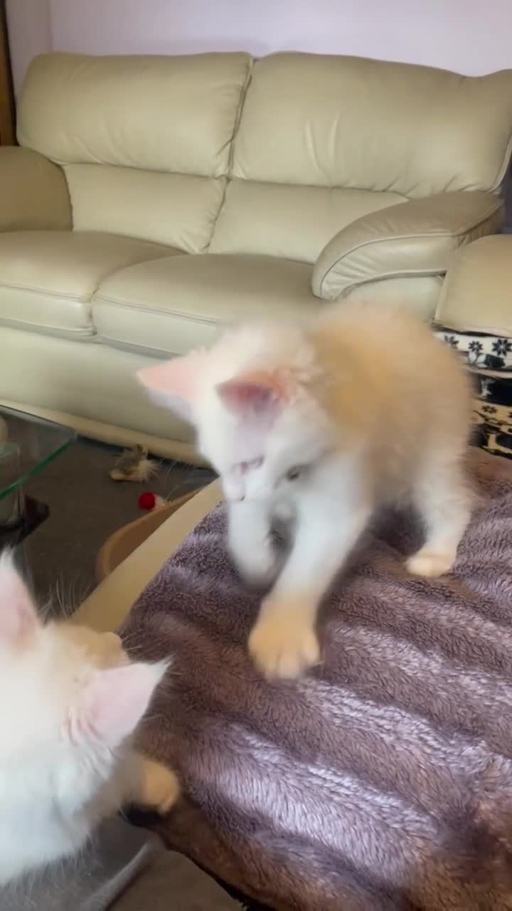 Maine Coon cats for sale: Purebred Maine Coon Boys Needing A Loving Home 😻 - Video 1