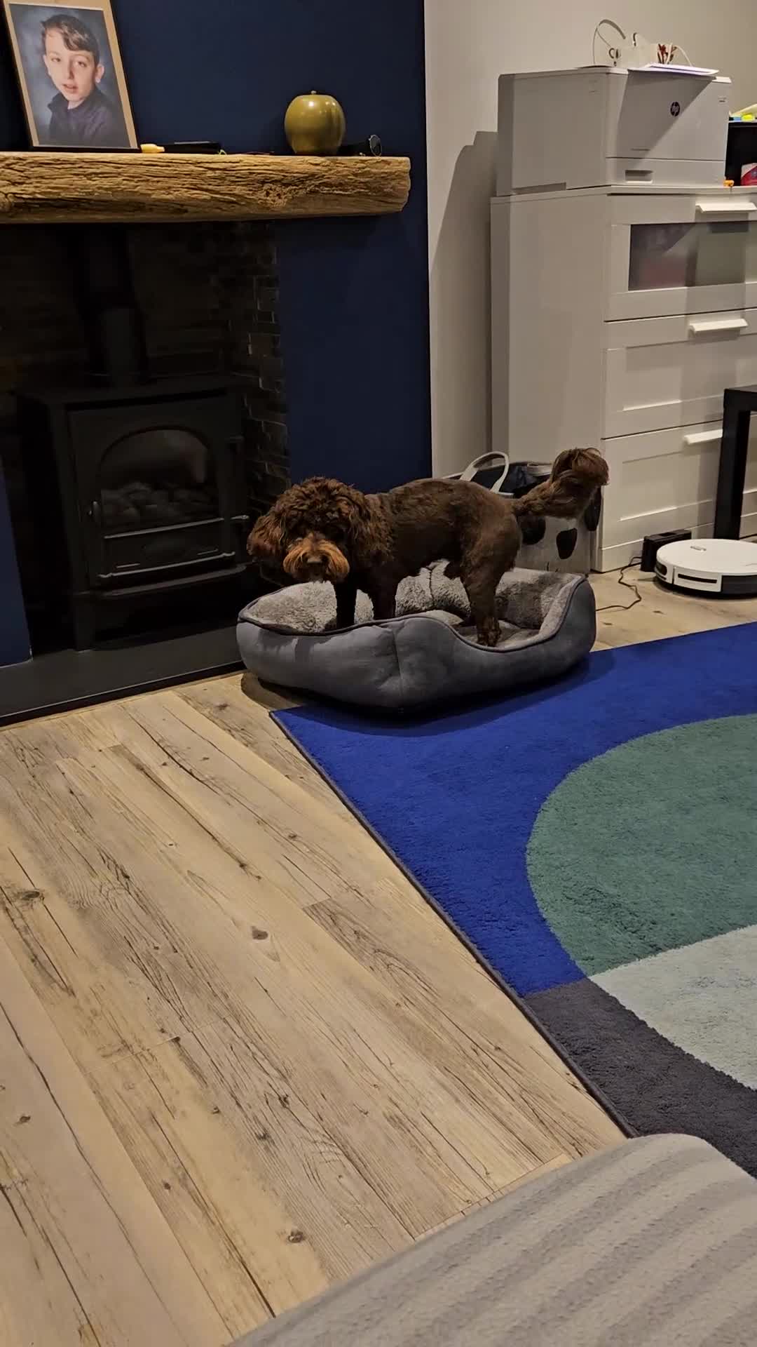 Cockapoo dogs for stud: Male Cockapoo for mounting  - Video 1