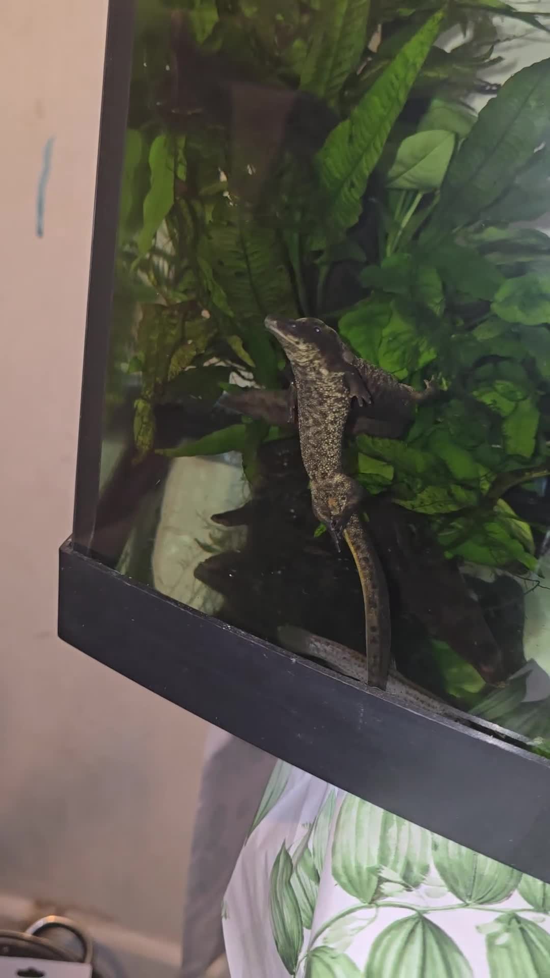 Newt reptiles for sale: Sharp ribbed newts  - Video 1