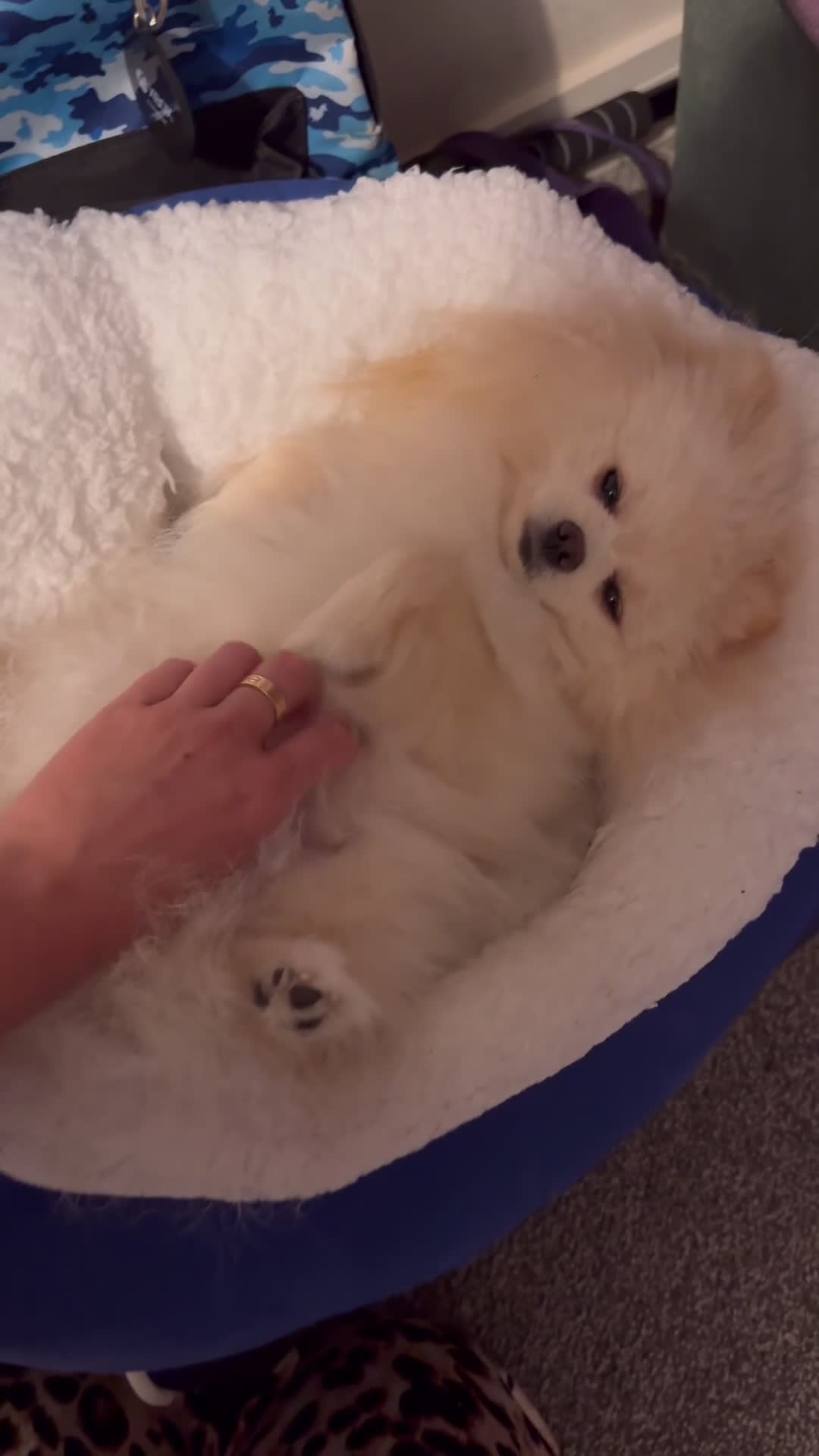 Pomeranian dogs for stud: Fendi - Video 2
