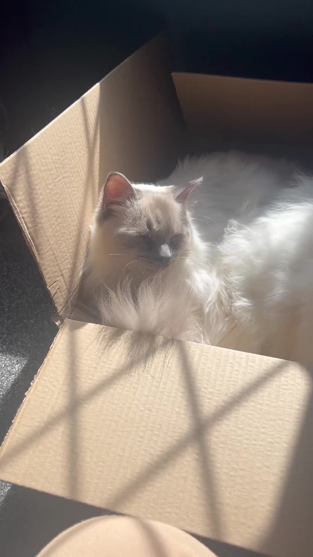 Ragdoll cats for sale: Looking for a 5 star home for my two ragdolls - Video 1