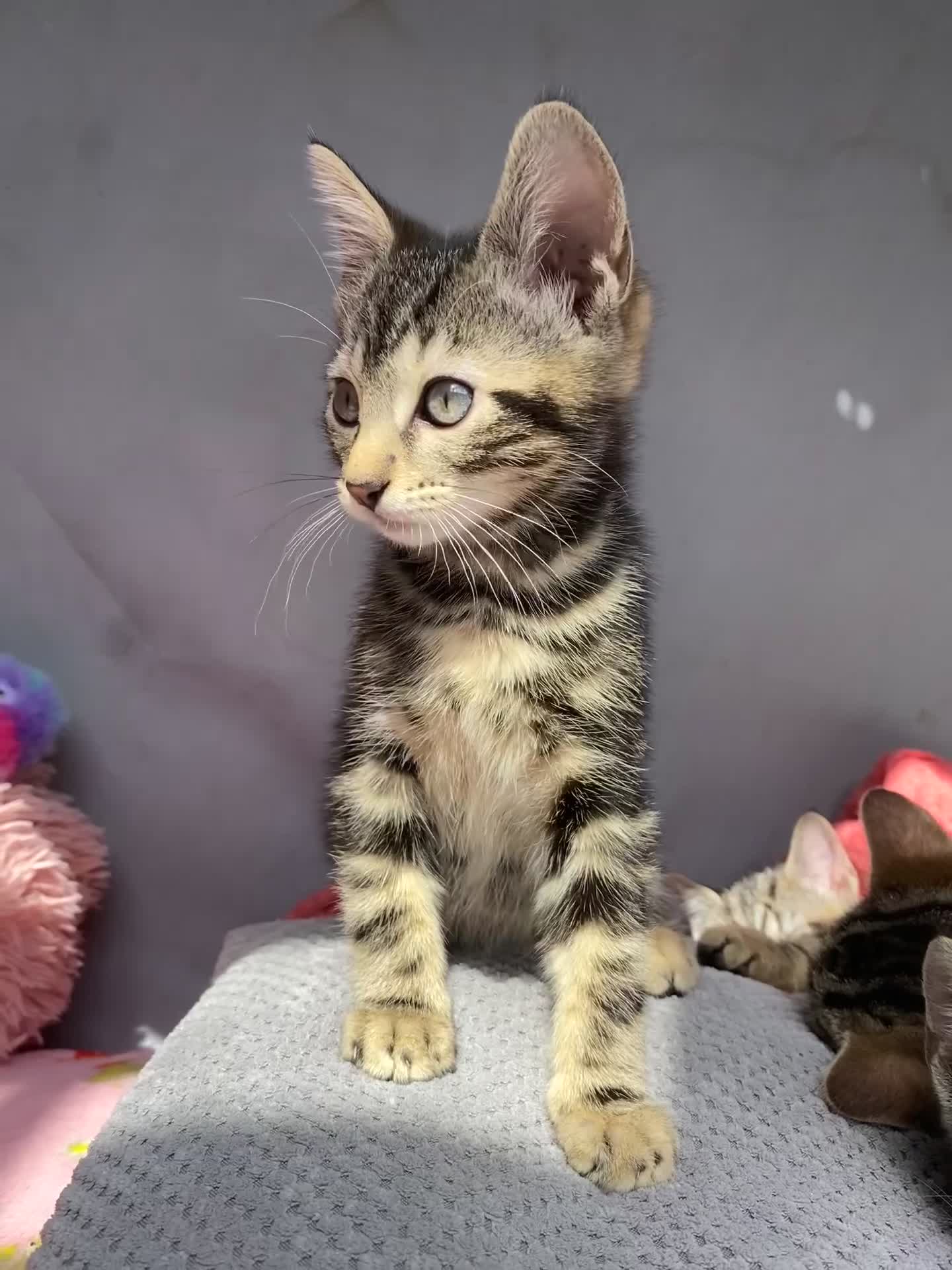 Bengal cats for sale:  Bengal kittens, ready to go! ❤️🏡 - Video 3