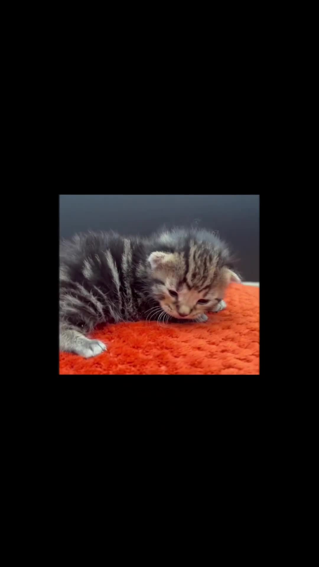 Siberian cats for sale: 2 super friendly beautiful loving boys - Video 1