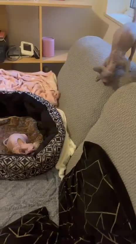 Sphynx cats for sale: 5 Adorable Sphynx Kittens for sale! - Video 2