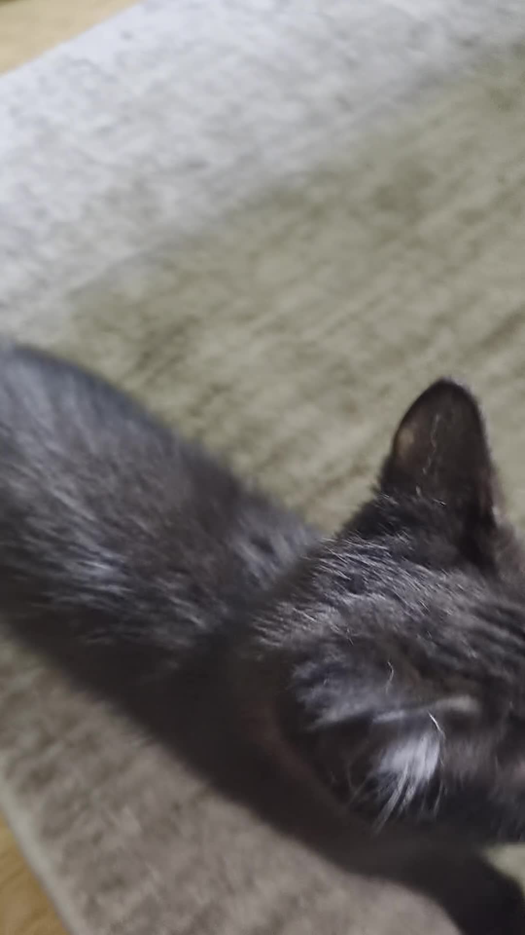 Mixed Breed cats for sale: Beautiful boy kitten  - Video 1