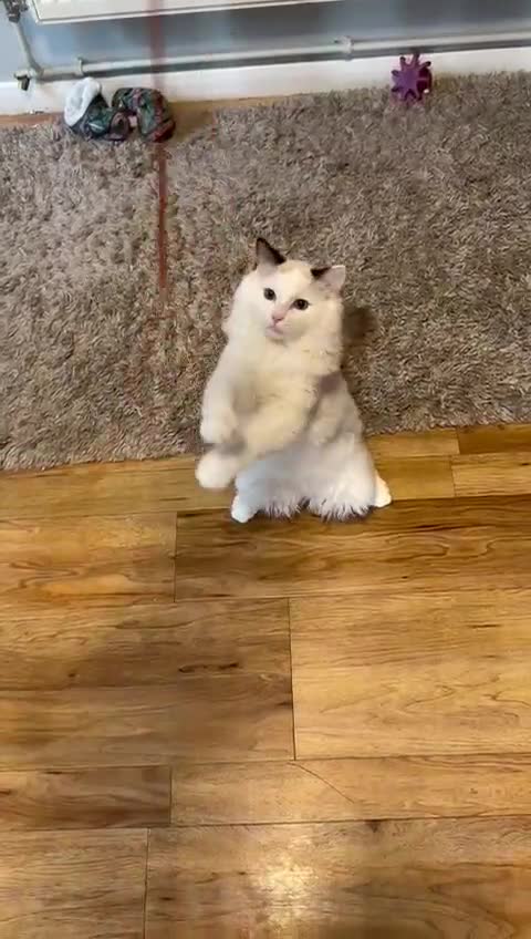 Ragdoll cats for sale: Meet Snow Our Sweet Ragdoll Looking for a New Home - Video 1