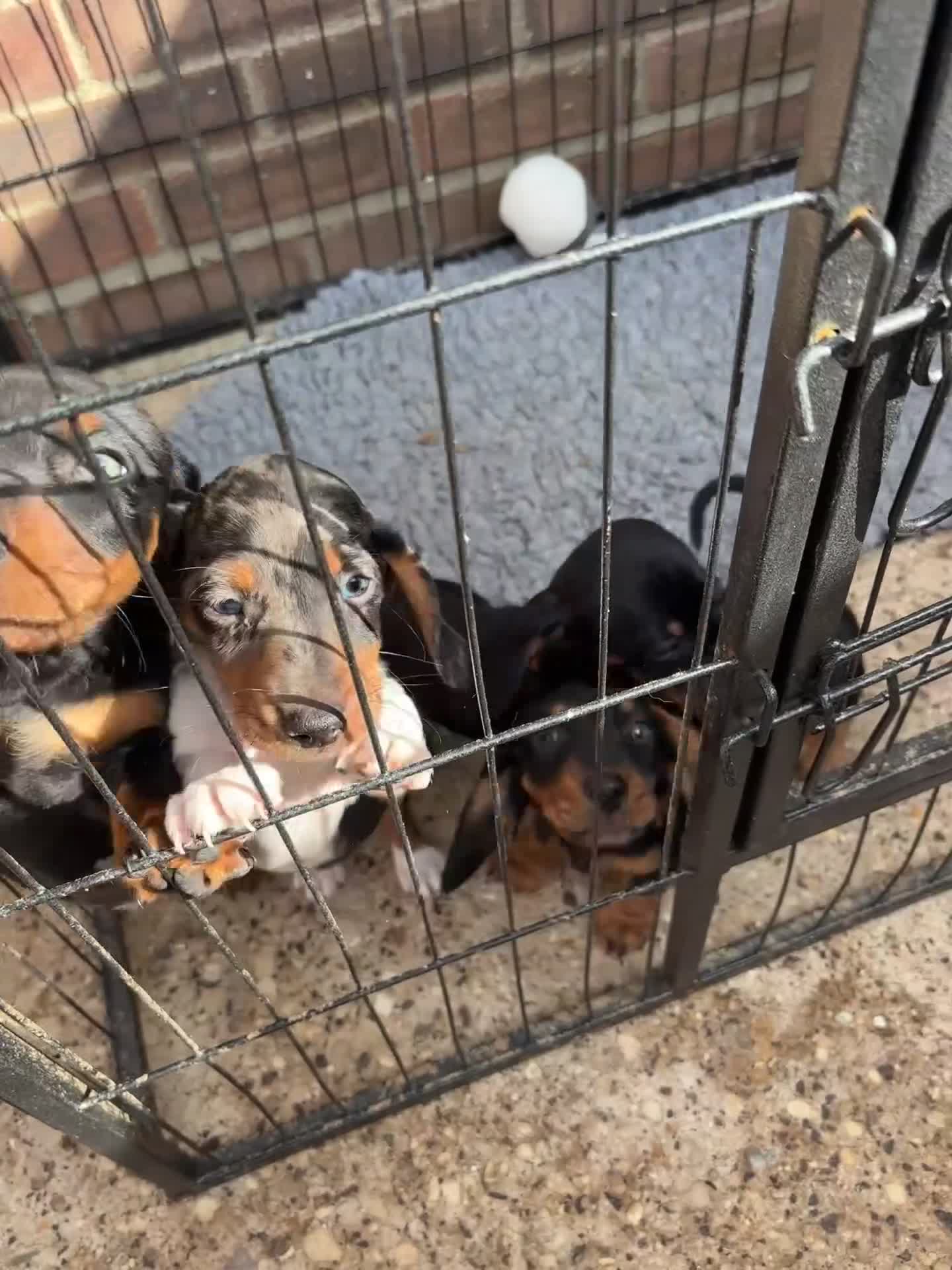 Miniature Dachshund dogs for sale: Miniature dachshund  - Video 1