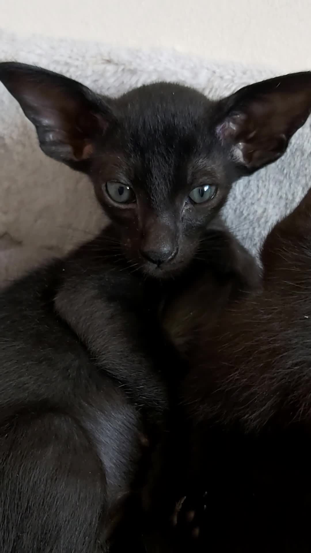 Oriental cats for sale: FULL Pedigree Oriental XL size ears GCCF - Video 4