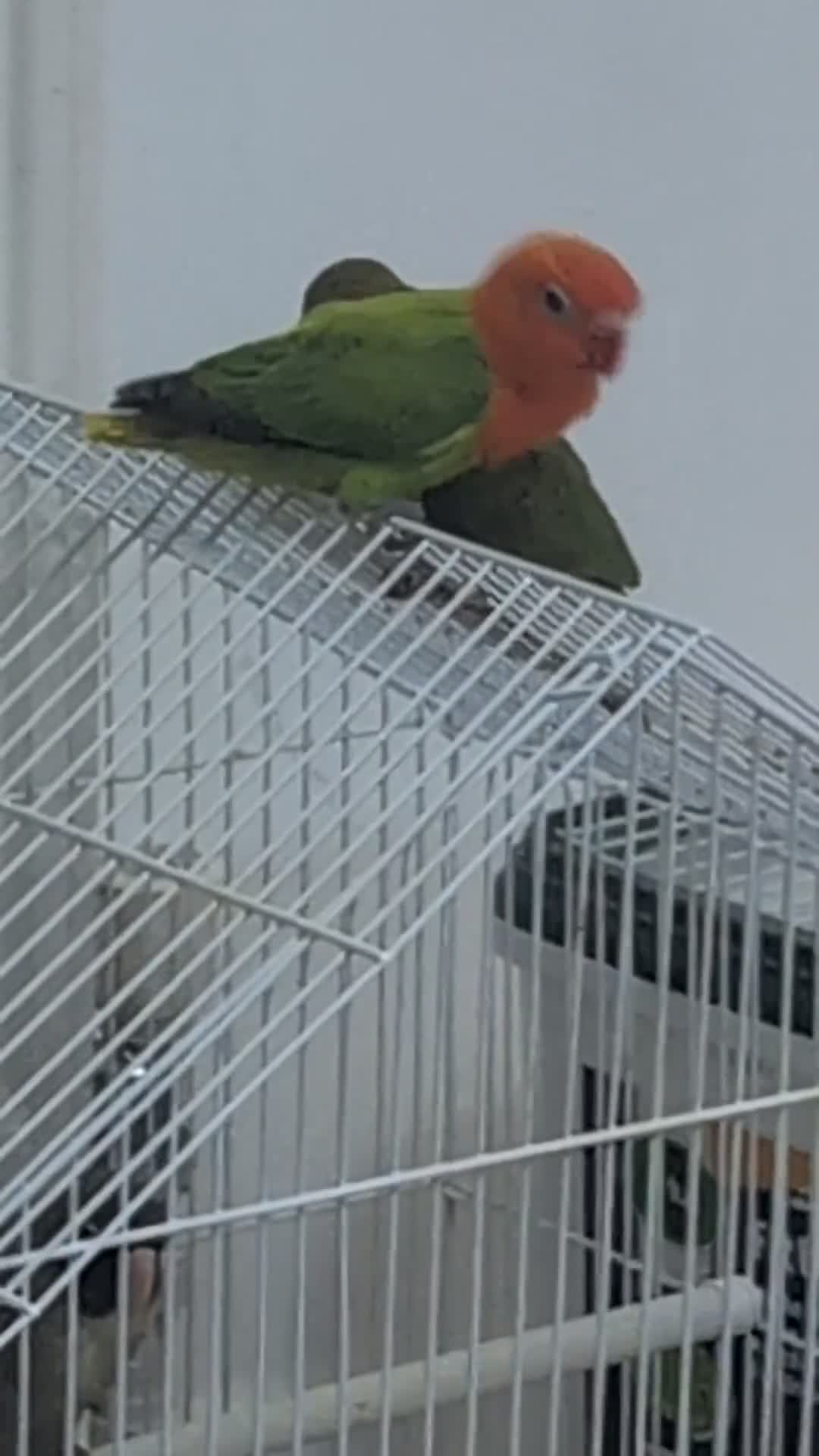 Lovebirds birds for sale: ALL COLOUR LOVE BIRDS in Cardiff - Video 1