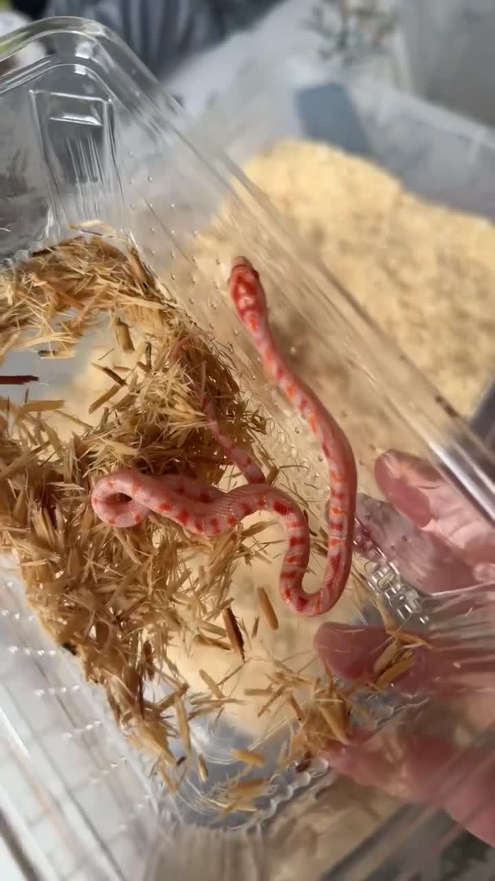 Boa Snake reptiles for sale: 2xcorn snakes 1xrainbow tree boa £ IN DESCRIPTION - Video 1
