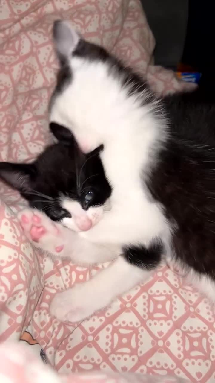 Mixed Breed cats for sale: 2 adorable kittens looking for their forever home - Video 1