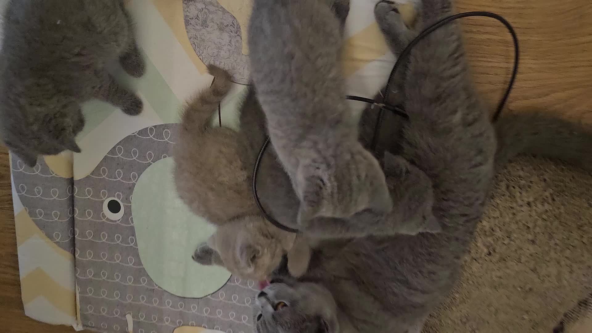 British Shorthair cats for sale: GCCF British Shorthair Kittens - Video 2